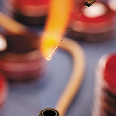 Innoculating loop being sterilized by a bunson burner.