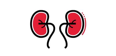 Icon illustration of kidneys.