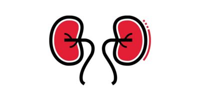 Icon illustration of kidneys.
