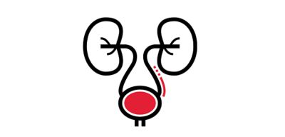 Icon illustration of a bladder and kidneys.