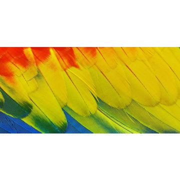 colorful feathers.